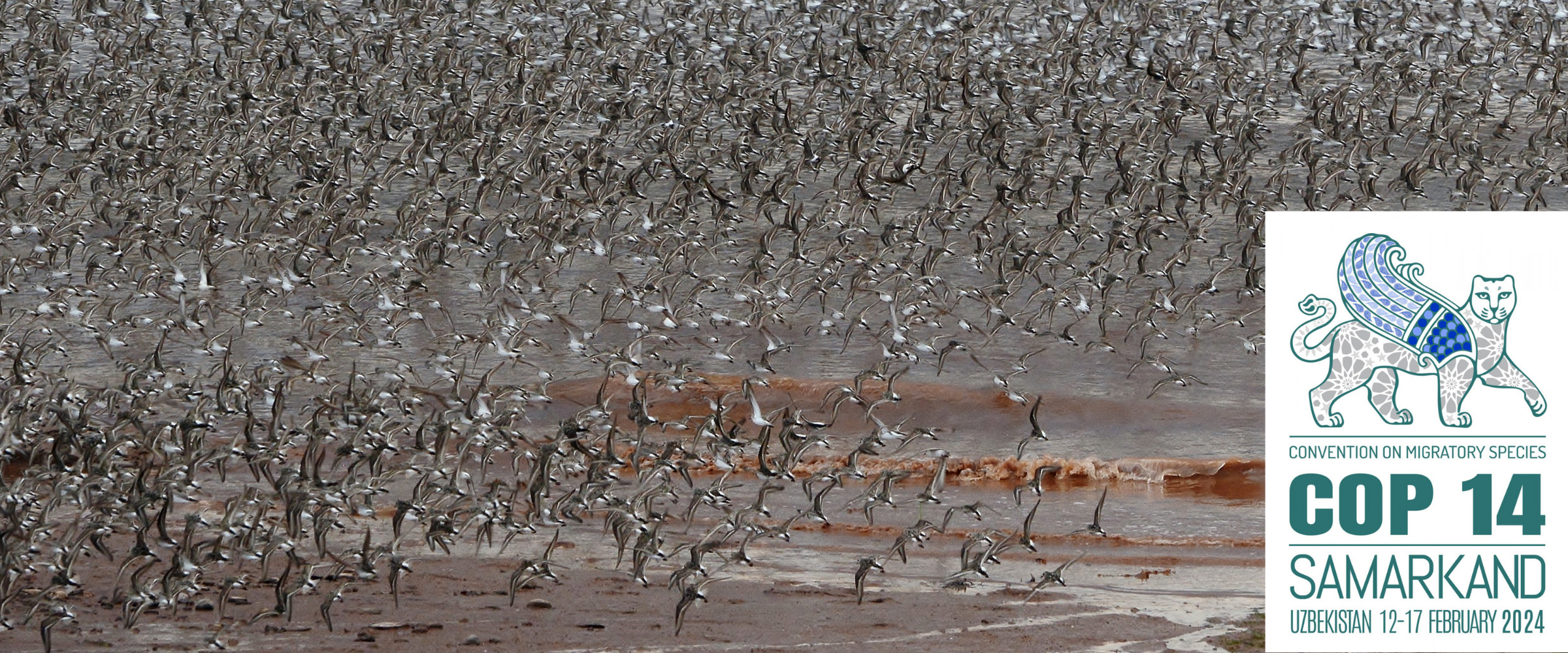 Mega-flock of Semipalmated Sandpipers taking flight.